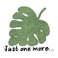 Plant Monstera Sticker