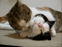 lick GIF