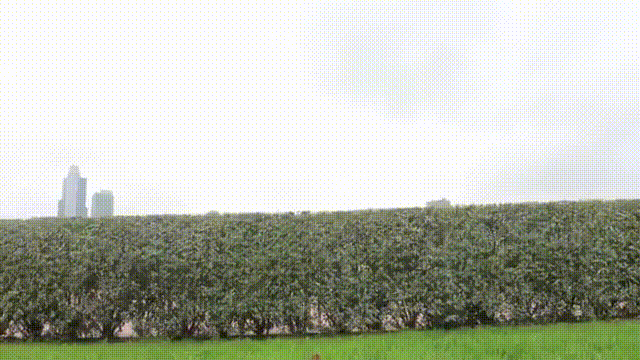 hedge GIF