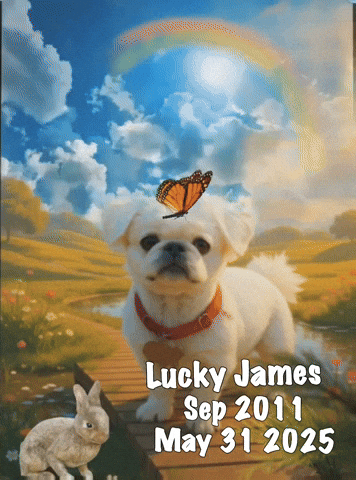 nikkijames15fbd39bead64e72867b56b4c739c2b6 lucky james sep 2011 may 31 2025 GIF