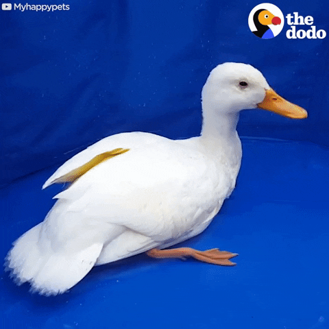 duck GIF by The Dodo
