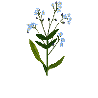 Happy Forget Me Not Sticker by Caroline Spence