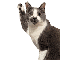 kumaokamako cat ねこ 猫 保護猫 Sticker