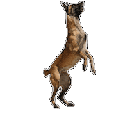 Rettungshund Sticker by Österreichische Rettungshundebrigade
