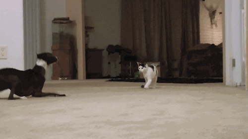 cats submissions GIF