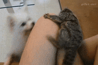 amanda peet page GIF