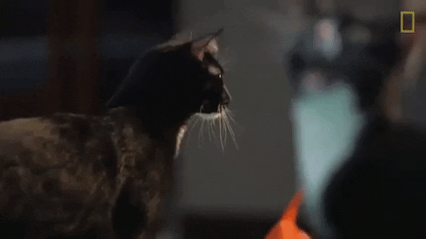 national geographic cat GIF by Nat Geo Wild