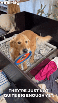 Dog Wants to Play with Newborn Puppies  