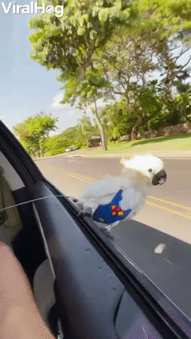 Super Bird Surfs From Car
