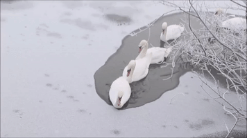 Ice-Breaking Swans Bust Through Frozen Pond at the Attenborough Nature Reserve