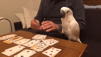 Harley the Cockatoo Loves Playing Card Games