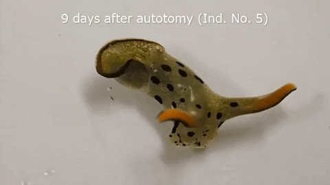 alegalazb giphygifmaker GIF