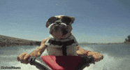 boss GIF