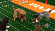Animal Planet Football GIF by Puppy Bowl