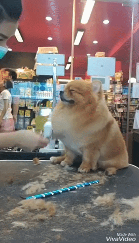 cuteanimalland giphyupload GIF