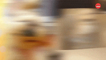 Golden Retriever Derps