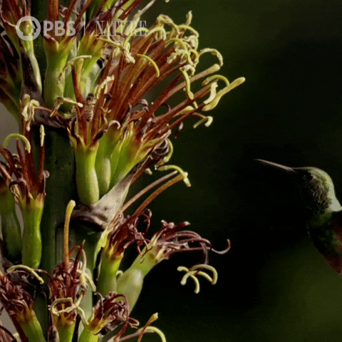 Flower Hummingbird GIF by Nature on PBS