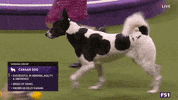 Dogs GIF by Westminster Kennel Club