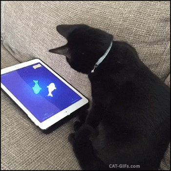 cat app GIF