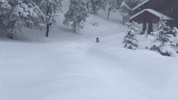 Excited Dog Gets the Zoomies in Blanketed Arizona