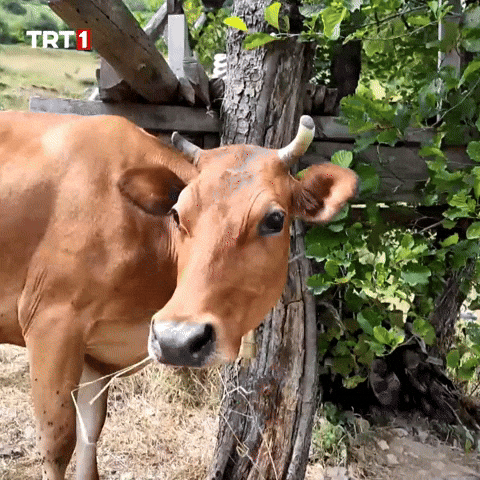 Hungry Look GIF by TRT