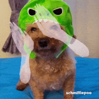 Dancing Dog Hand Dance GIF