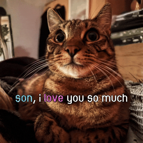 I Love You So Much Cat GIF
