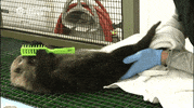 sea otter GIF by Monterey Bay Aquarium