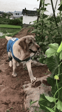 hellrqiser dog puppy eat pup GIF