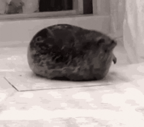 Bounce Seal GIF