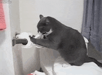 cat feline GIF