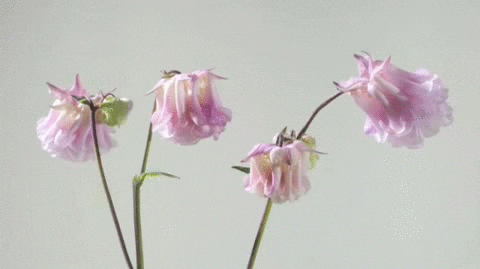 Pink Flower Flowers Gif GIF