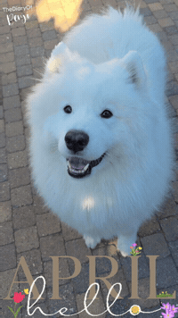 Spring April GIF