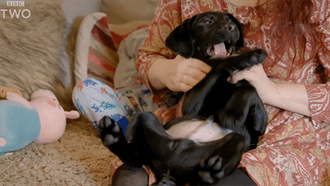 bbc giphyupload dog puppy bbc GIF