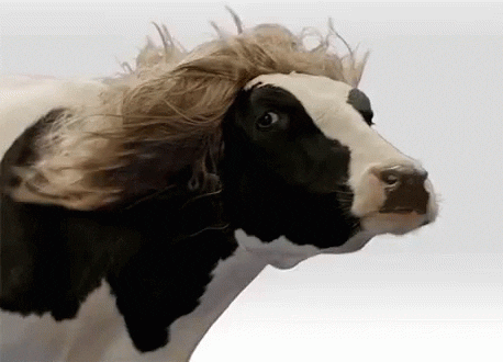 Fazevedochannels giphyupload fun animais fazevedochannels GIF