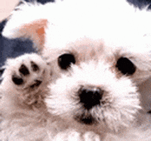 Adios GIF by memecandy
