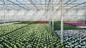 Ammerlaan-Sosef car green flowers plants GIF