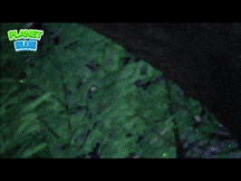 Where Are You Wow GIF by Planet Blue