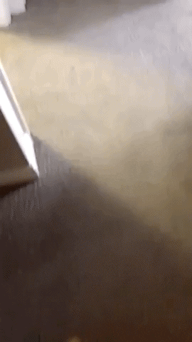 cuteanimalland giphyupload GIF