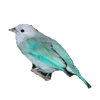 bird STICKER by imoji