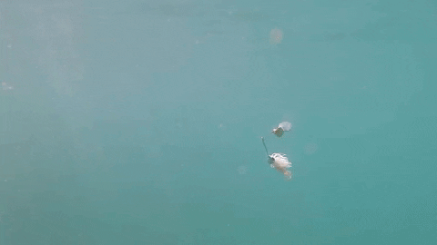 Bass Fishing GIF by Karl's Bait & Tackle