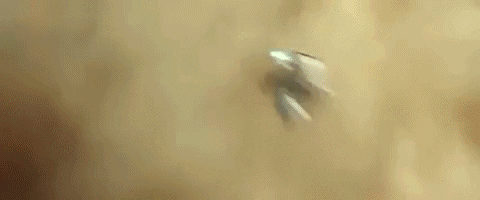 alexisceja giphygifmaker GIF