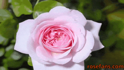 roses GIF