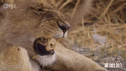 Season 2 Lion GIF by PBS