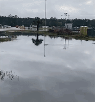 Alligator Chomps Remote Control Boat
