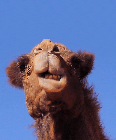 Wildlife gif. From underneath, a furry camel chews. Its thick lips wobble as its big bottom teeth protrude from its light brown face. 