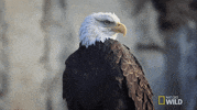nat geo united states of animals GIF by Nat Geo Wild 