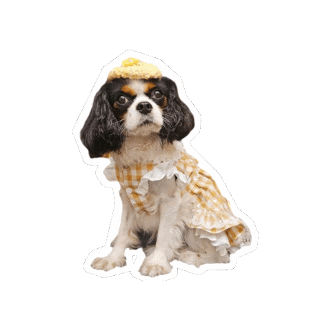 Cavalierkingcharlesspaniel Sticker