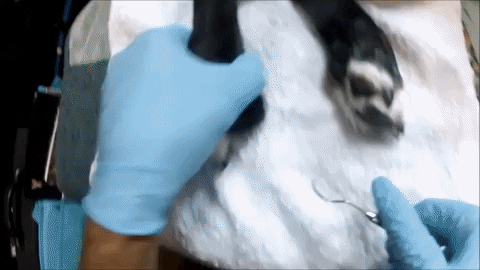 rogeremigh giphygifmaker GIF