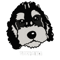 Thursday Cockapoo Sticker